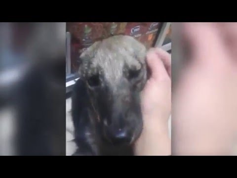 Youtube: abused dog feels petting for the first time instead of beating