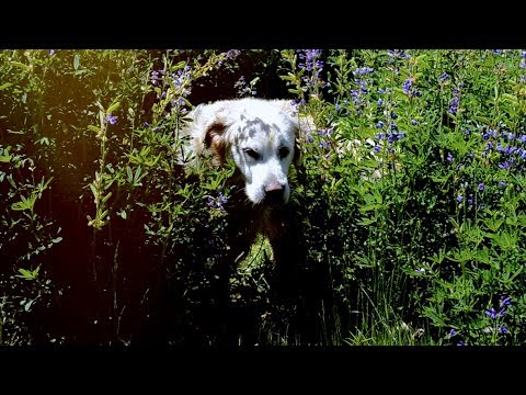 Youtube: A dog in a bush