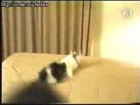 Youtube: Cat Runs Into Wall! PWND BAD!