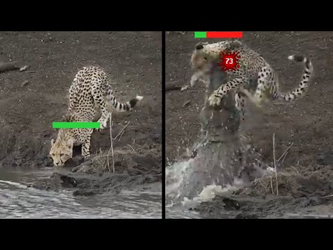 Youtube: The Problem with Cheetahs