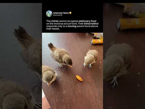 Youtube: CHICKS' FEEDING INSTINCT