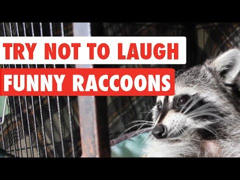 Youtube: Try Not To Laugh | Funny Raccoon Video Compilation 2017