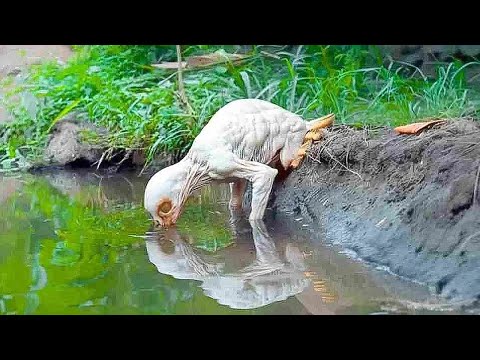 Youtube: Scientists Are Freaking Out Over This Newly Discovered Species