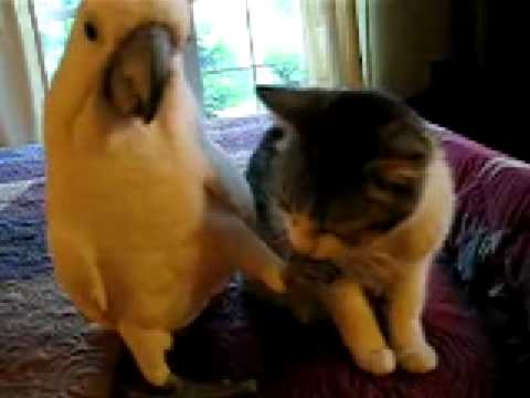 Youtube: Katze krault Kakadu