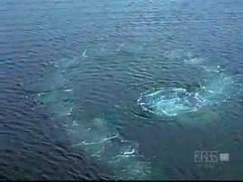 Youtube: Humpback Whale: Hunting Technique
