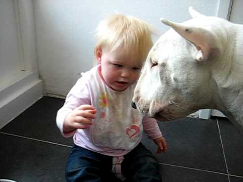 Youtube: English Bull Terrier Lauka