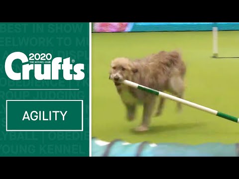 Youtube: Hilarious Rescue dog Kratu steals the show (and a pole)!