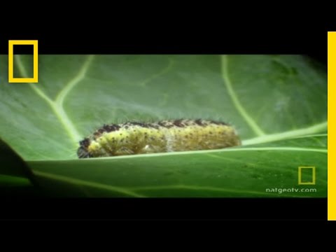 Youtube: Body Invaders | National Geographic