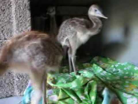 Youtube: 2 week old nandu baby screaming and moving in the stable