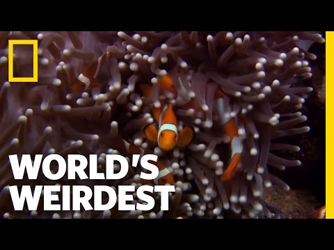 Youtube: Anemone Killer Fish Traps | World's Weirdest