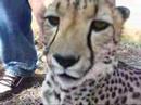 Youtube: zahme Geparden