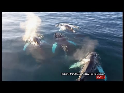 Youtube: Drohnen-Atemluftproben von Walen deuten auf tödliches Virus in der Arktis hin (Global) 19.12.2025