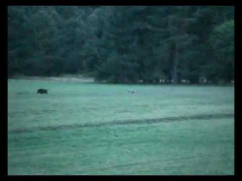Youtube: Wildschweine contra Wolf.wmv