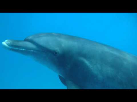 Youtube: Delfine und ein Kugelfisch