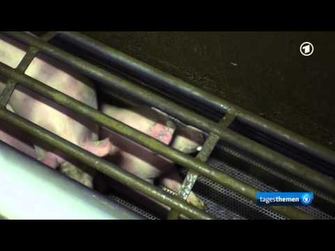 Youtube: Derzeit normale Schlachtung in Deutschland - Schweine ersticken qualvoll