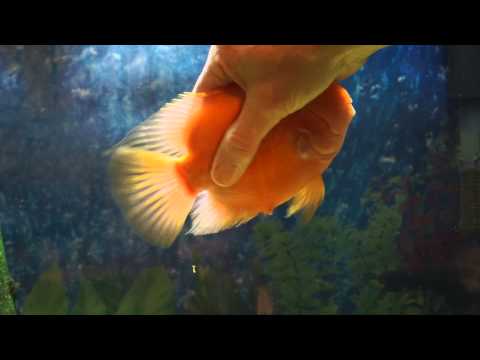 Youtube: My Fish Loves Me! He would rather play than eat!