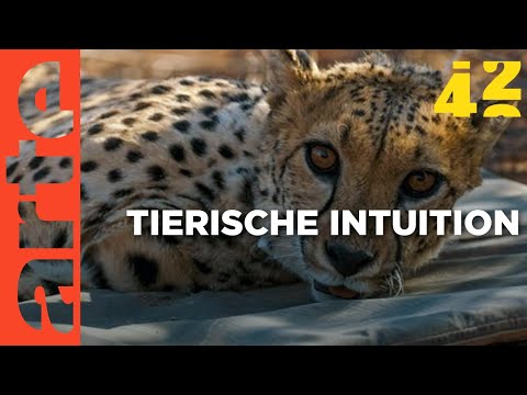 Youtube: Wissen Tiere mehr als wir? | 42 - Die Antwort auf fast alles | ARTE