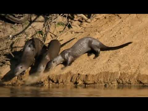 Youtube: Das Leben der Riesen-Otter 🦦🦦🦦
