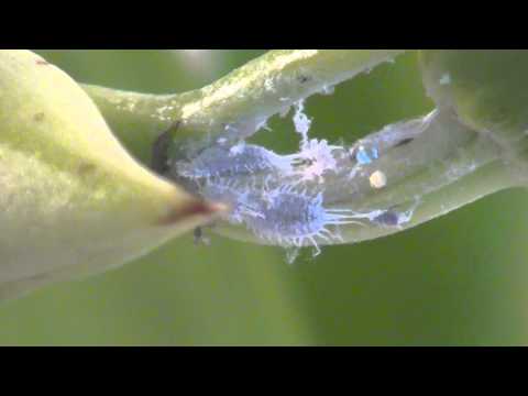 Youtube: Was tun gegen Wollläuse - Orchideen