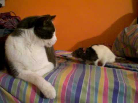 Youtube: rat attacks cat