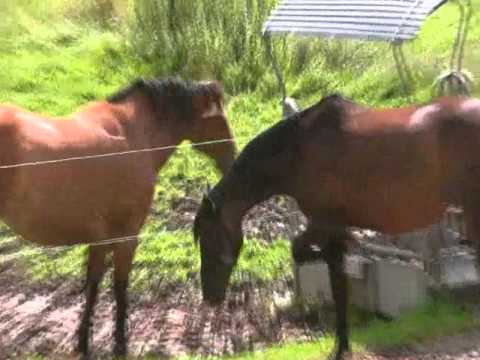 Youtube: Pferdesprache Teil 1