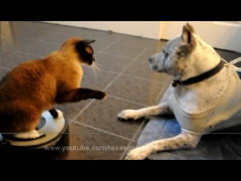 Youtube: Cat on Roomba Swats Dog PitBull Sharky. Cat VS Dog I TexasGirly1979
