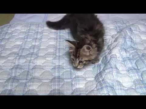 Youtube: Lustige Katzen