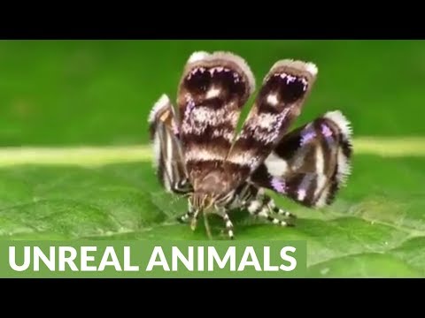 Youtube: Metalmark Moth mimics jumping spider predator