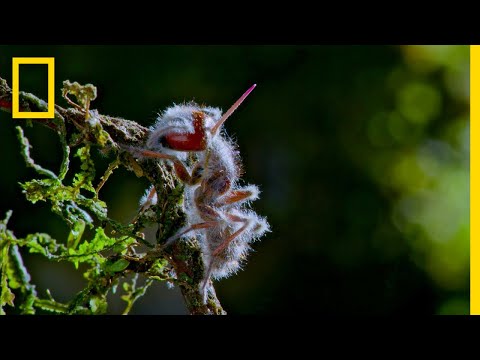 Youtube: 'Zombie' Parasite Cordyceps Fungus Takes Over Insects Through Mind Control | National Geographic