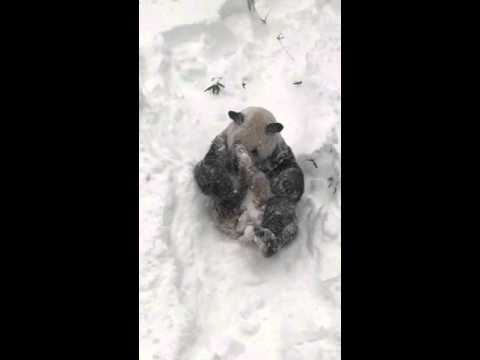 Youtube: Tian Tian in the Snow Jan. 23, 2016