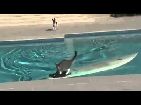 Youtube: Katze entkommt dem Hund auf dem Surfboard