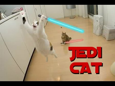 Youtube: Ultimate Compilation Cat Jedi - 2016