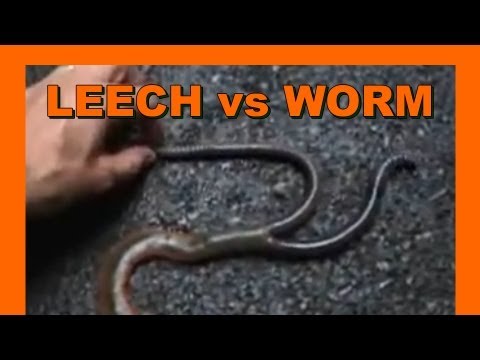 Youtube: 🐝 Japan Mountain Leech vs. Giant Earthworm - Real Japan Monsters 日本マウンテンリーチ対ジャイアントミミズ 日本のモンスター