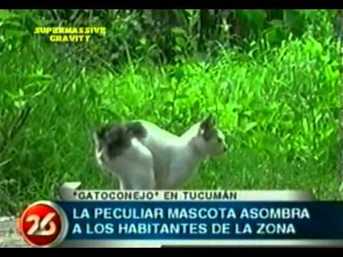 Youtube: El misterioso Gato-conejo de Tucuman