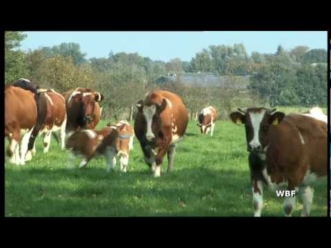 Youtube: WBF - Auf einem Ökobauernhof - Merkmale ökologischer Landwirtschaft (Trailer)