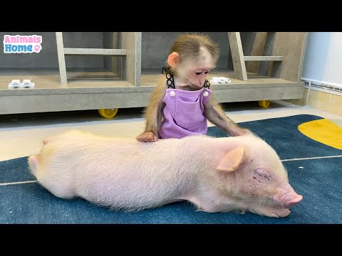 Youtube: BiBi's cute reaction when she first see a piglet