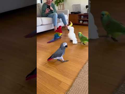 Youtube: Tanzen ist zu gut