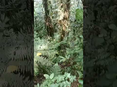 Youtube: Lugar para un posible accidente más allá del mirador del sendero Pianista.