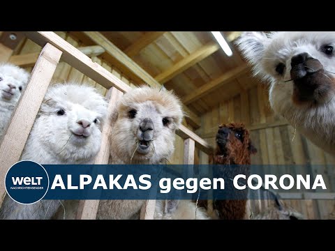 Youtube: MAX-PLANCK-INSTITUT GÖTTINGEN: Wie Alpakas im Kampf gegen das Coronavirus helfen können
