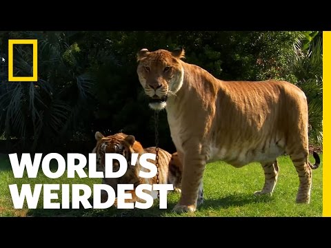 Youtube: Lions, Tigers and Ligers! | World's Weirdest