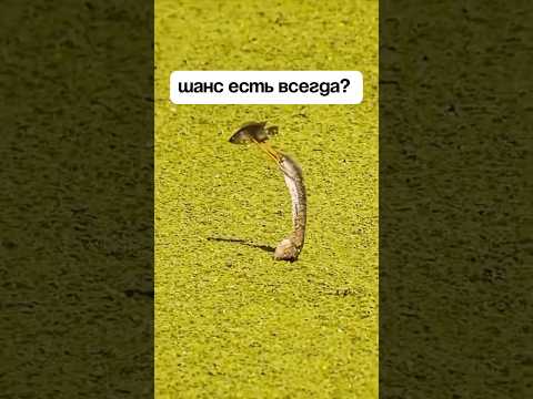 Youtube: Способность найти выход проявляется тогда, когда исчезает паника и тревога. #контактссобой #психолог