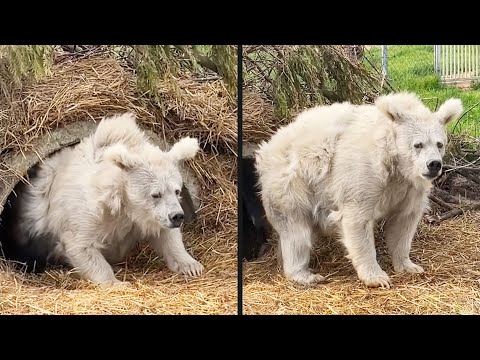 Youtube: The Navy is Training Actual Seals