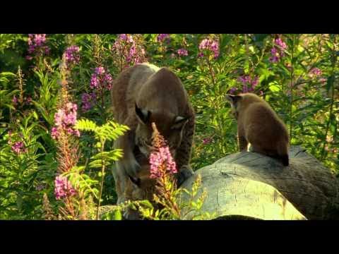 Youtube: Der Harz: Luchsfamilie (HD)