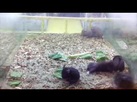 Youtube: Crazy Hamster