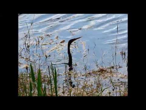 Youtube: Anhinga, the Snake Bird