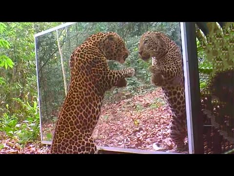 Youtube: Animals Seeing Themselves For The First Time!