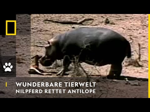 Youtube: WUNDERBARE TIERWELT - Nilpferd rettet Antilope | National Geographic