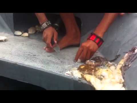 Youtube: Fresh Octopus on Mabul