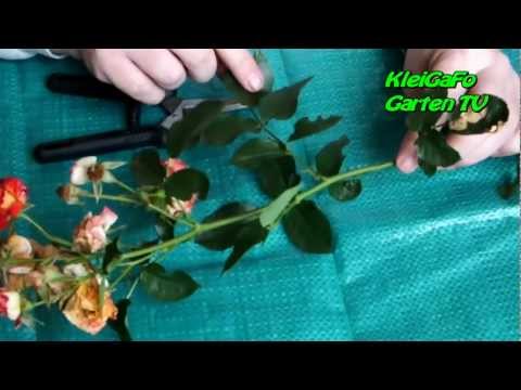 Youtube: Rosenstecklinge schneiden