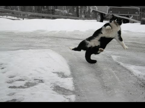 Youtube: Cats and Dogs Slipping on Ice